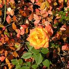 Rose im Herbst