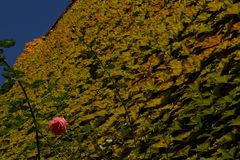 Rose im Herbst