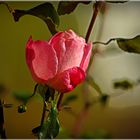 Rose im Herbst