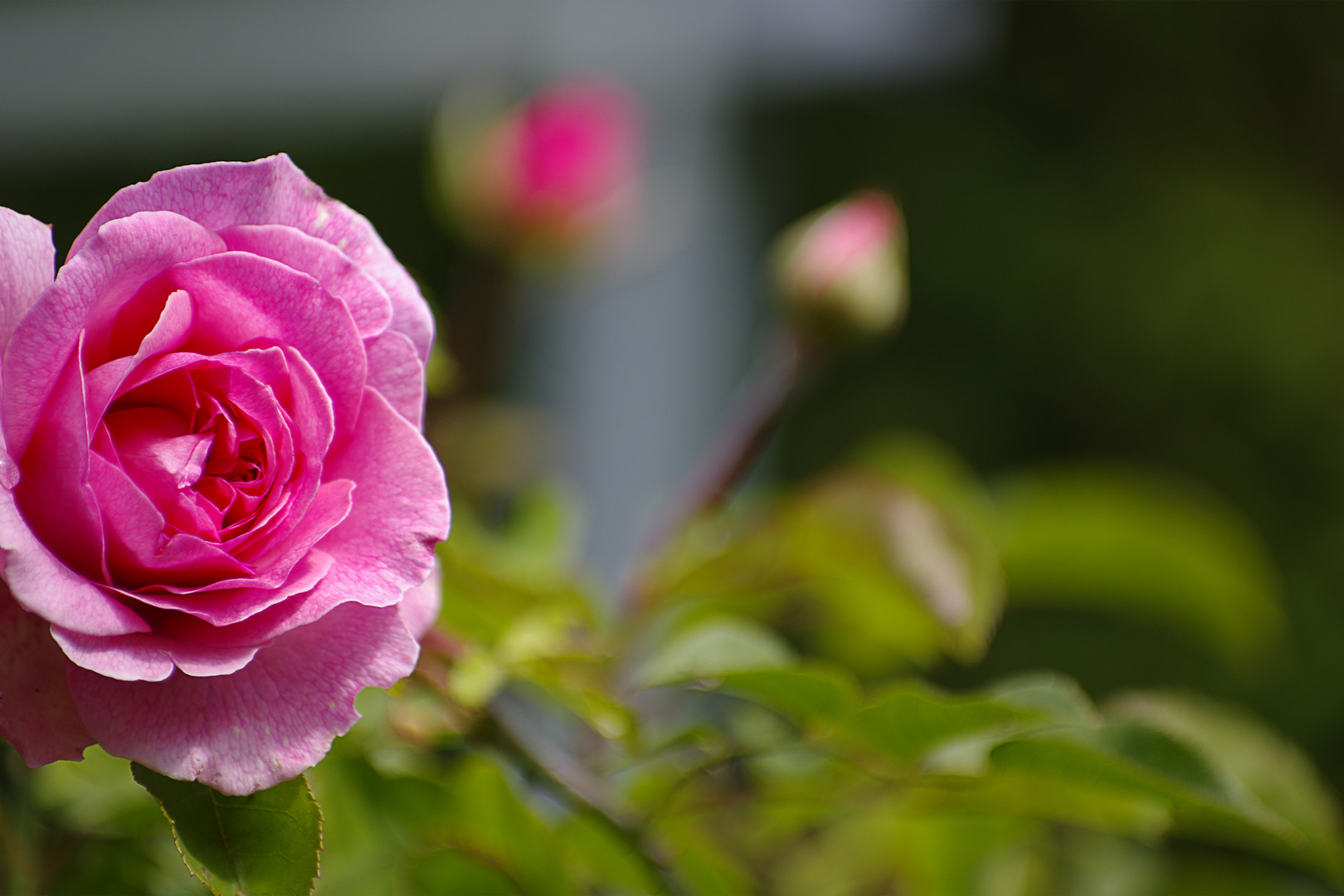 Rose im Herbst