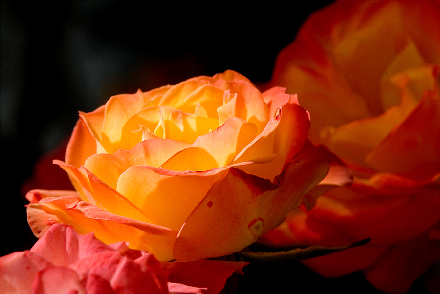 Rose im Herbstlicht