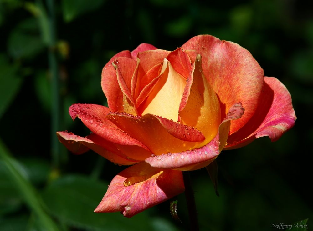 Rose im Herbstlicht