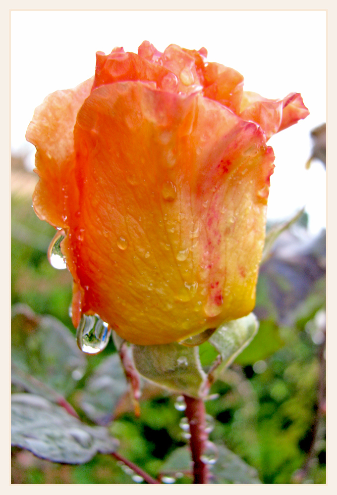 Rose im Herbstregen