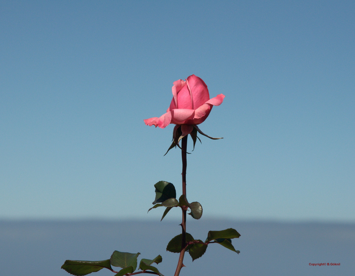 Rose, im Hintergrund der Atlantik