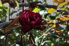 Rose im Historischen Jüdischen Friedhof Krakau