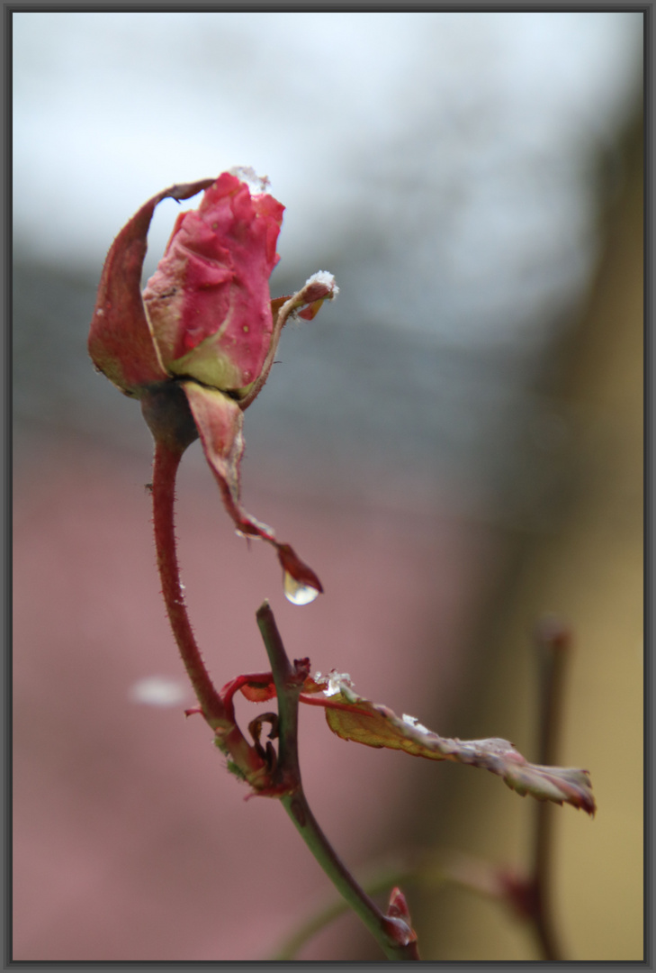 Rose im Januar