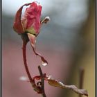 Rose im Januar