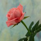 Rose im Januar