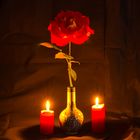 Rose im Kerzenschein 