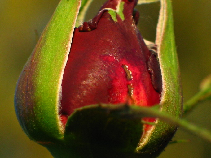 Rose im Killesbergpark