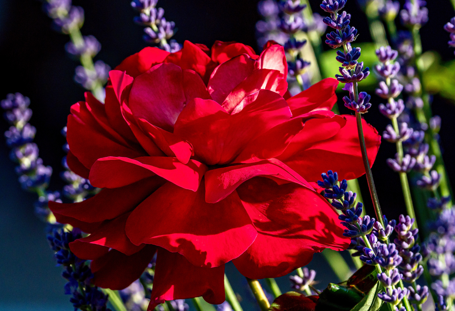 Rose im Lavendel