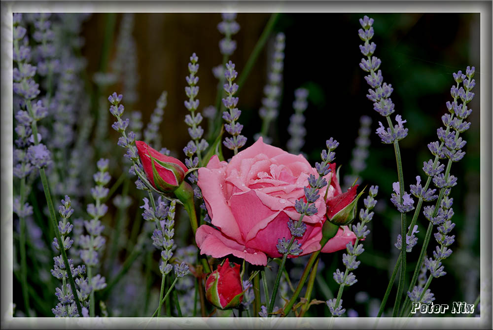 Rose im Lavendel