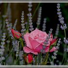 Rose im Lavendel