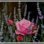 Rose im Lavendel