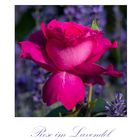 "Rose im Lavendel" als MiWoBlü