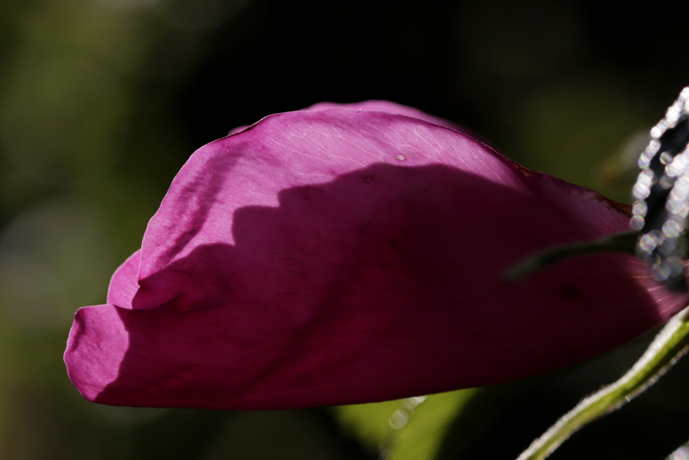 Rose im letzten Abendlicht