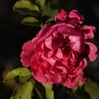 Rose im letzten Sonnenlicht