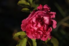 Rose im letzten Sonnenlicht