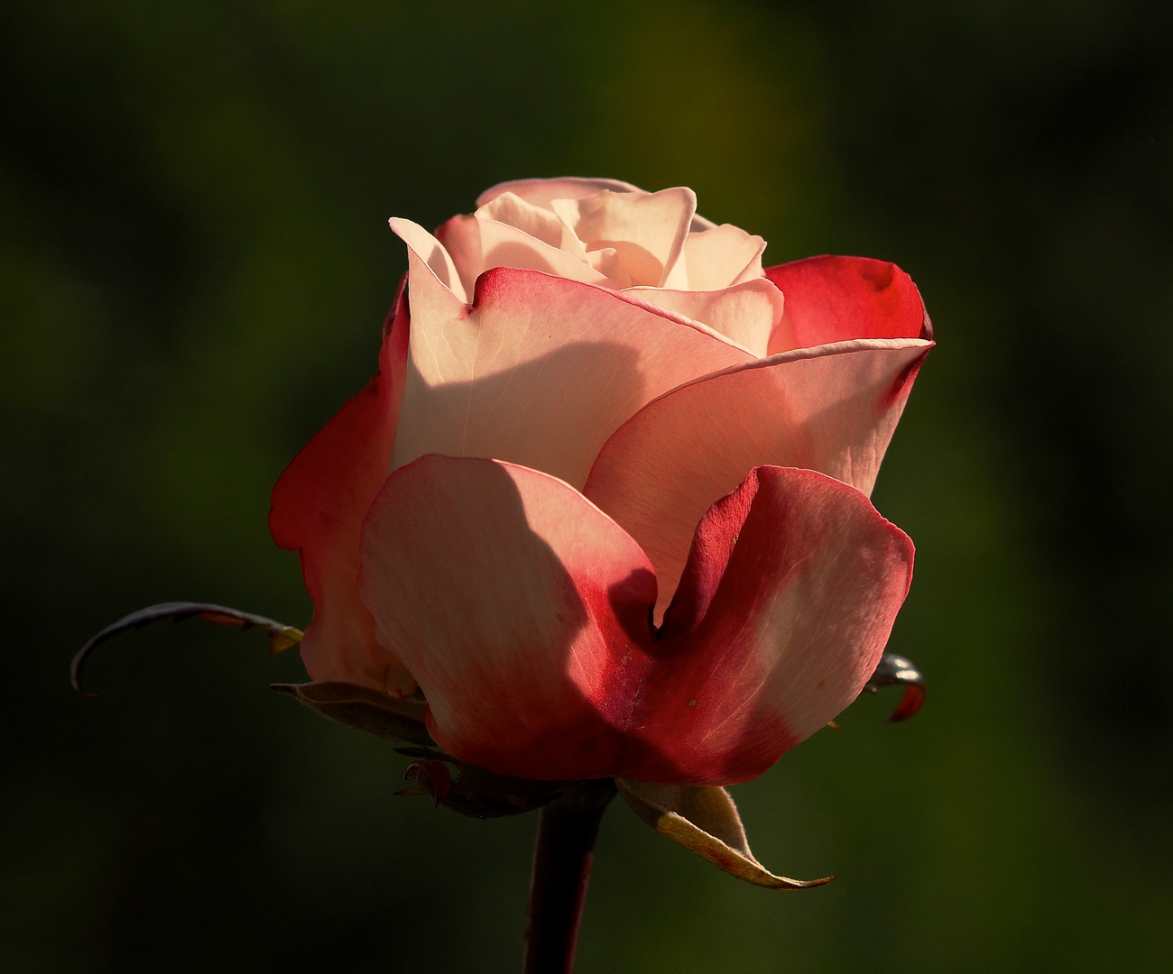 Rose im Licht