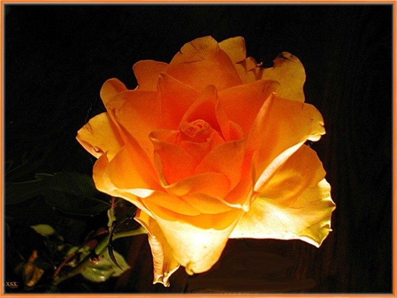 Rose im Licht 2