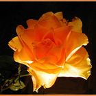 Rose im Licht 2