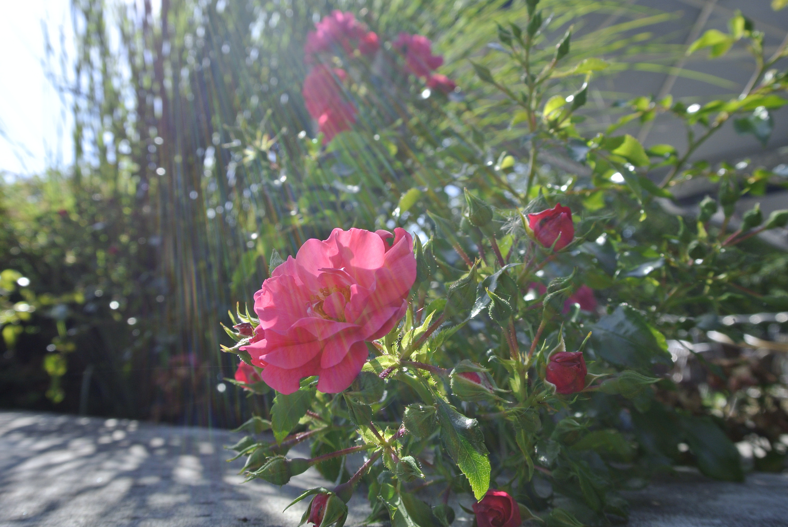 Rose im Licht