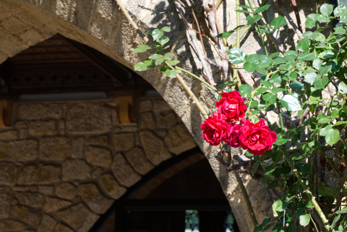 Rose im Licht