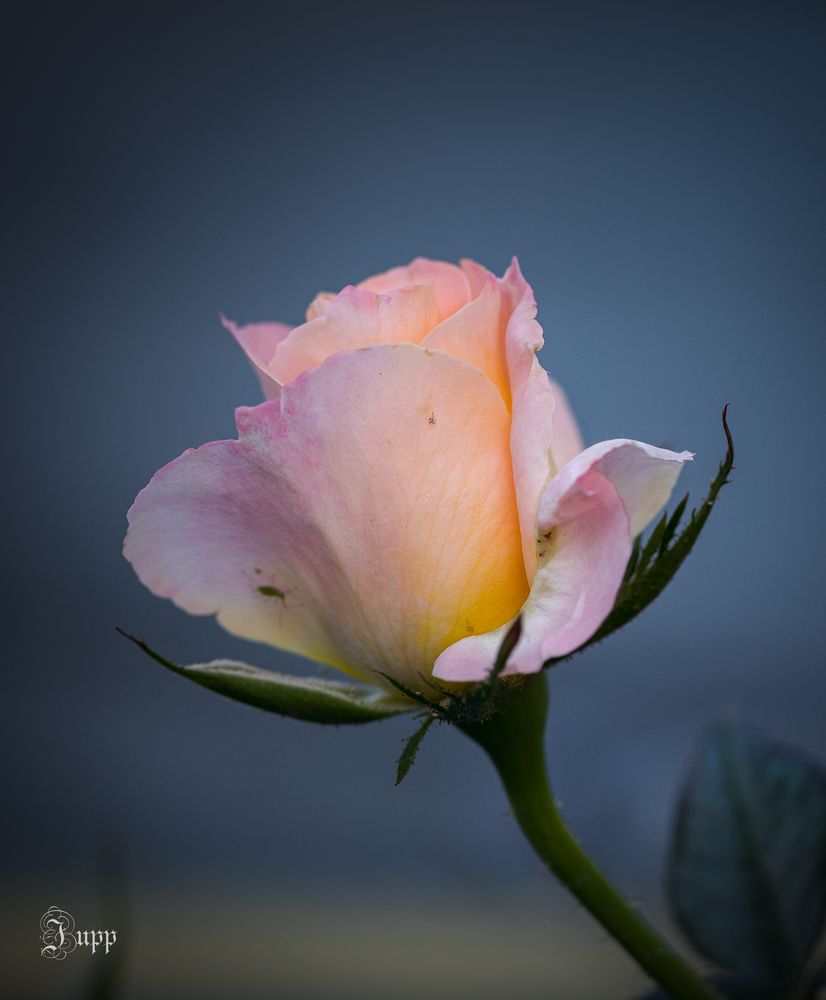 Rose im Licht des Sonnenuntergangs