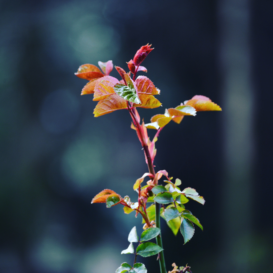 Rose im März