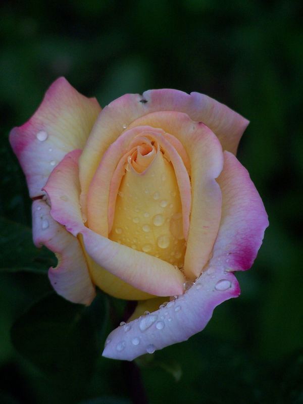 Rose im Morgengrauen