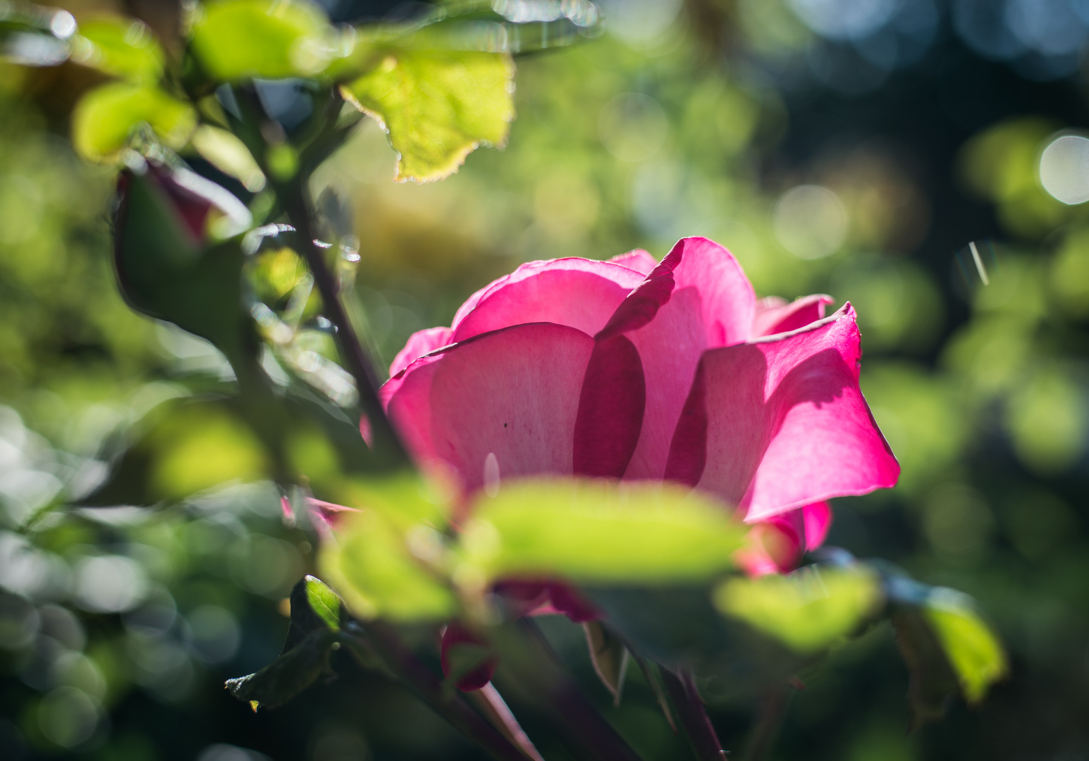 Rose im Morgenlicht