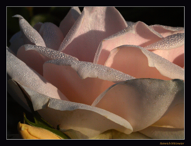 Rose im Morgenlicht