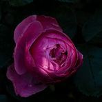 Rose im Morgenlicht