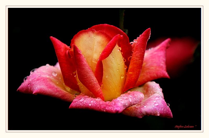 Rose_ im_ Morgentau _03478_1