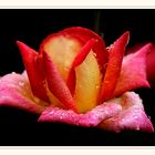 Rose_ im_ Morgentau _03478_1