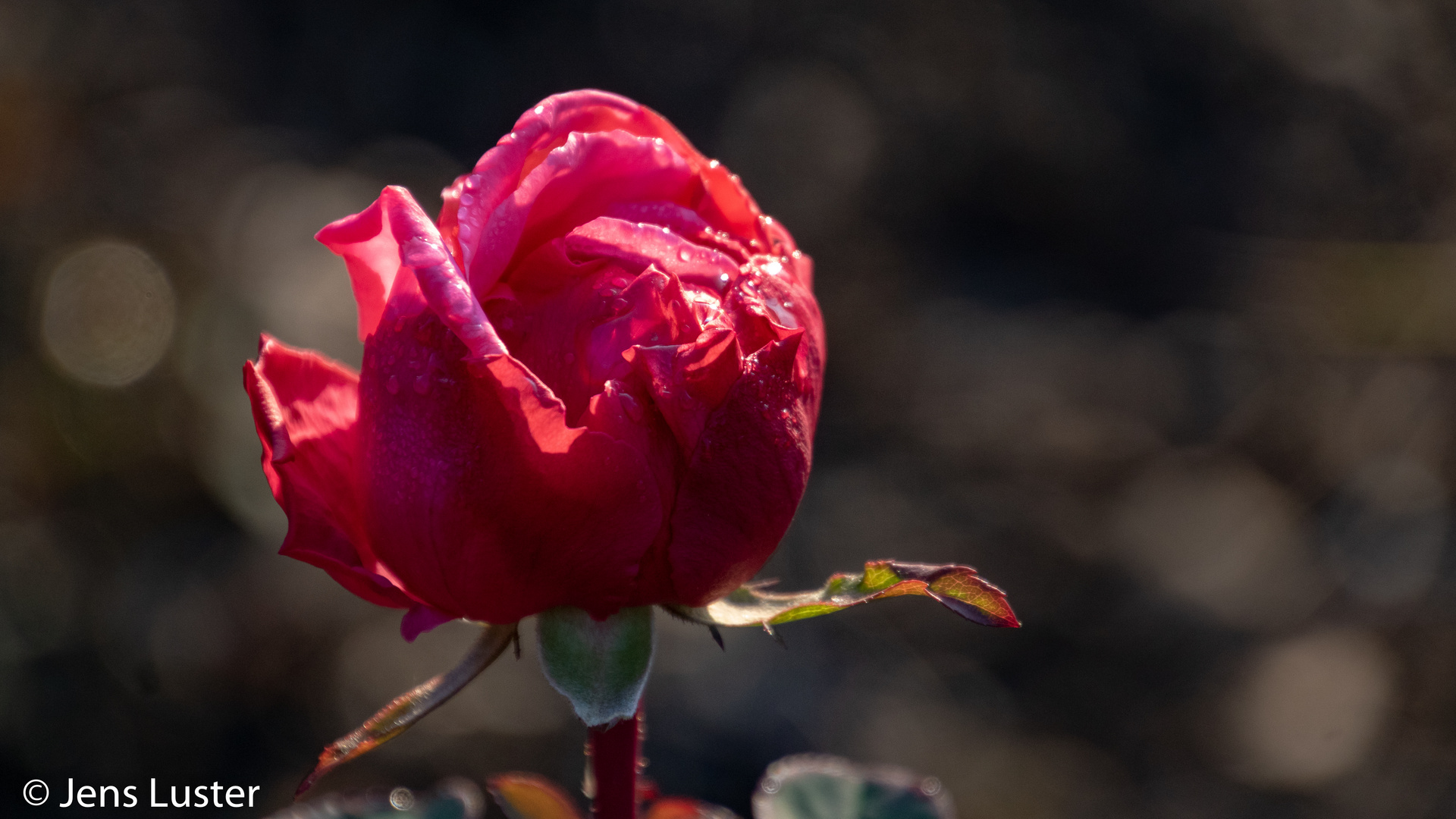 Rose im Morgentau