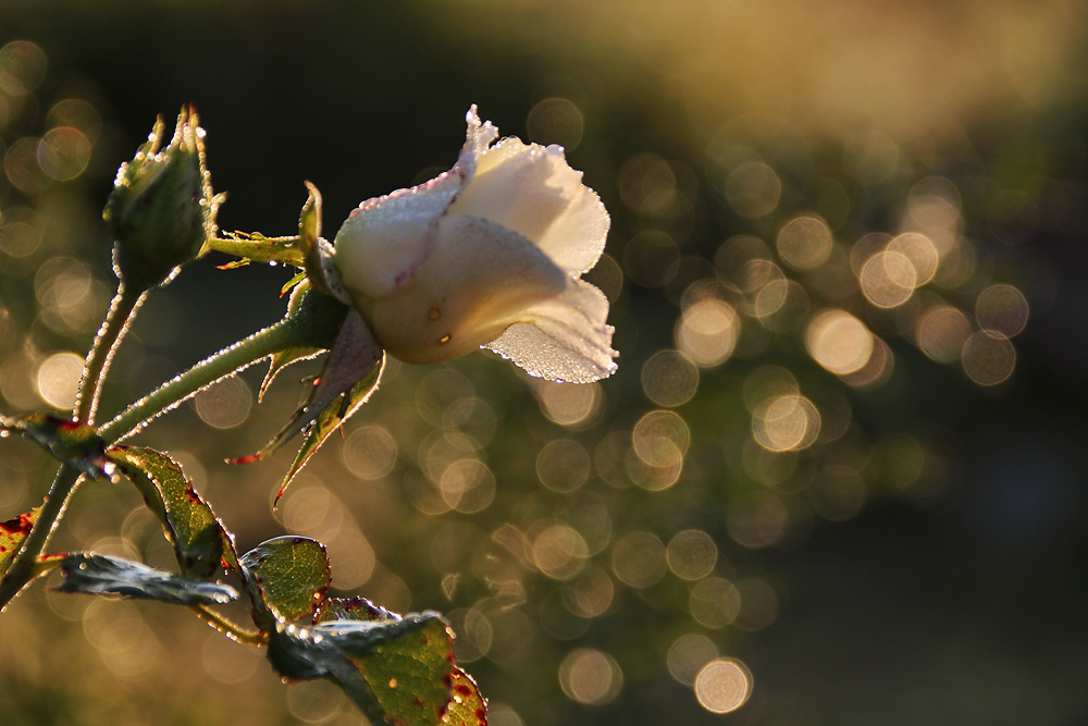 Rose im Morgentau