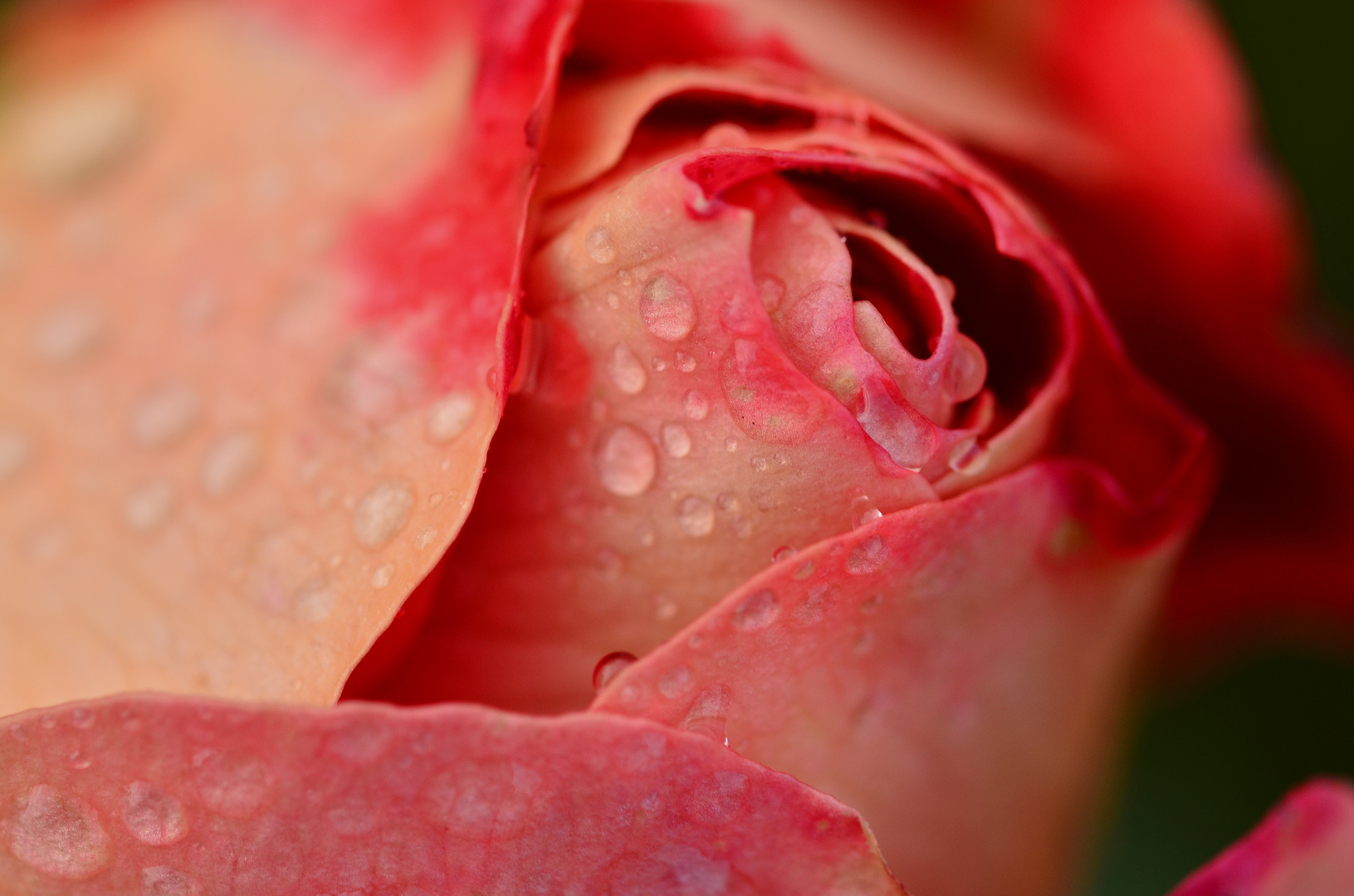 Rose im Morgentau