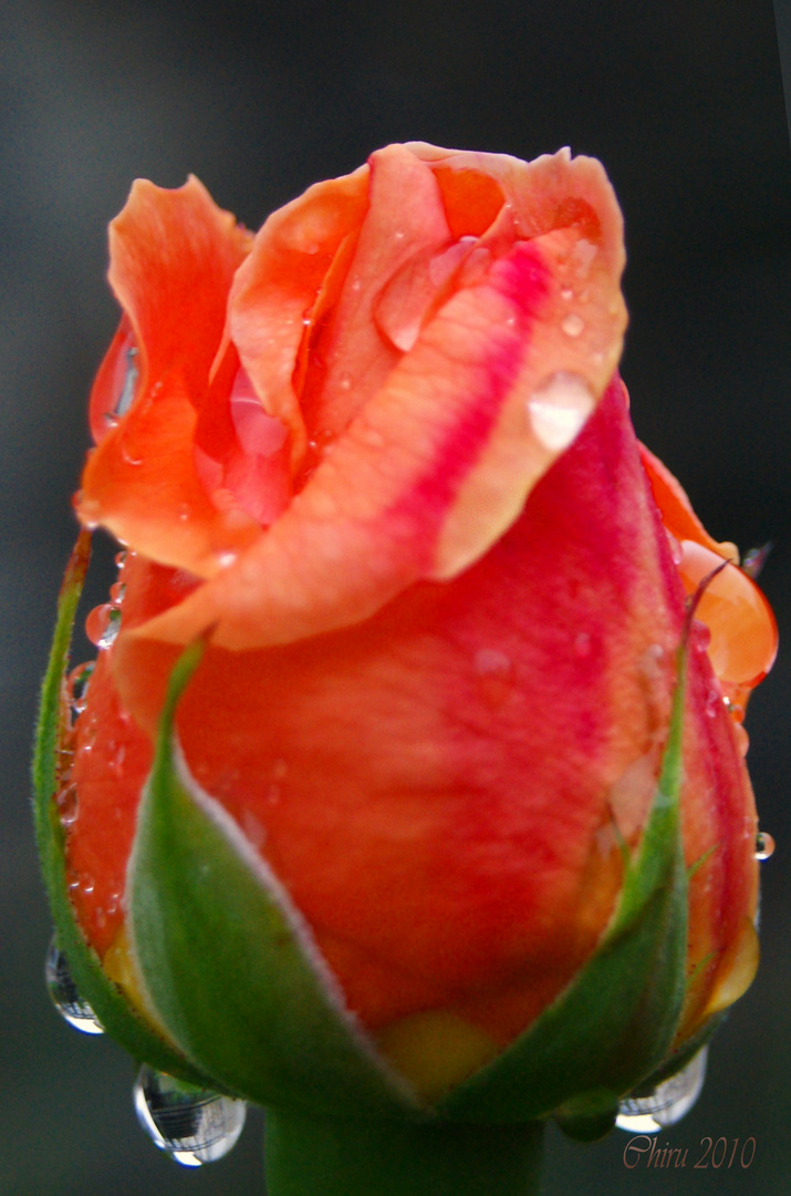 Rose im Morgentau