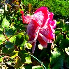 Rose im Morgentau