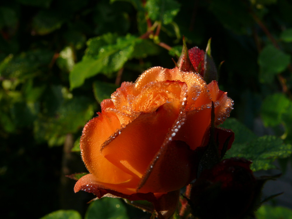 Rose im Morgentau