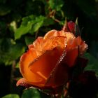 Rose im Morgentau