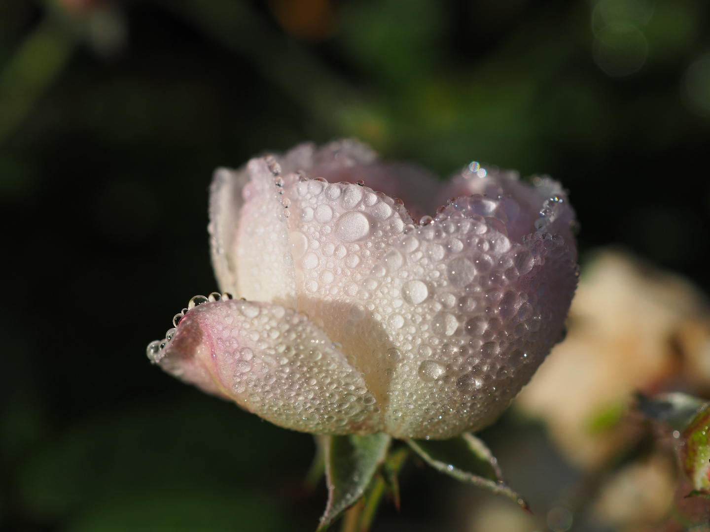 Rose im Morgentau