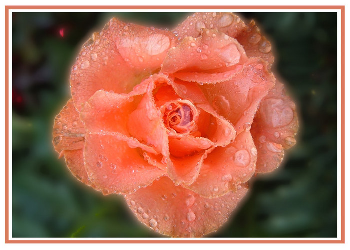 Rose im Morgentau