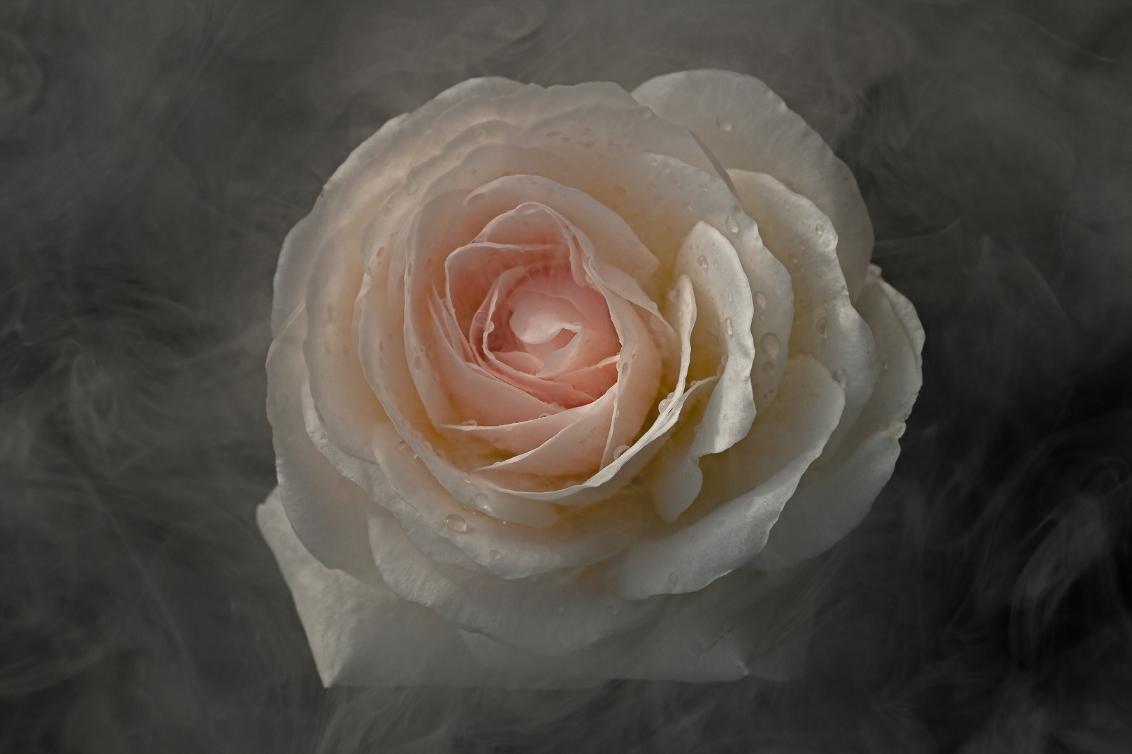 Rose im Nebel