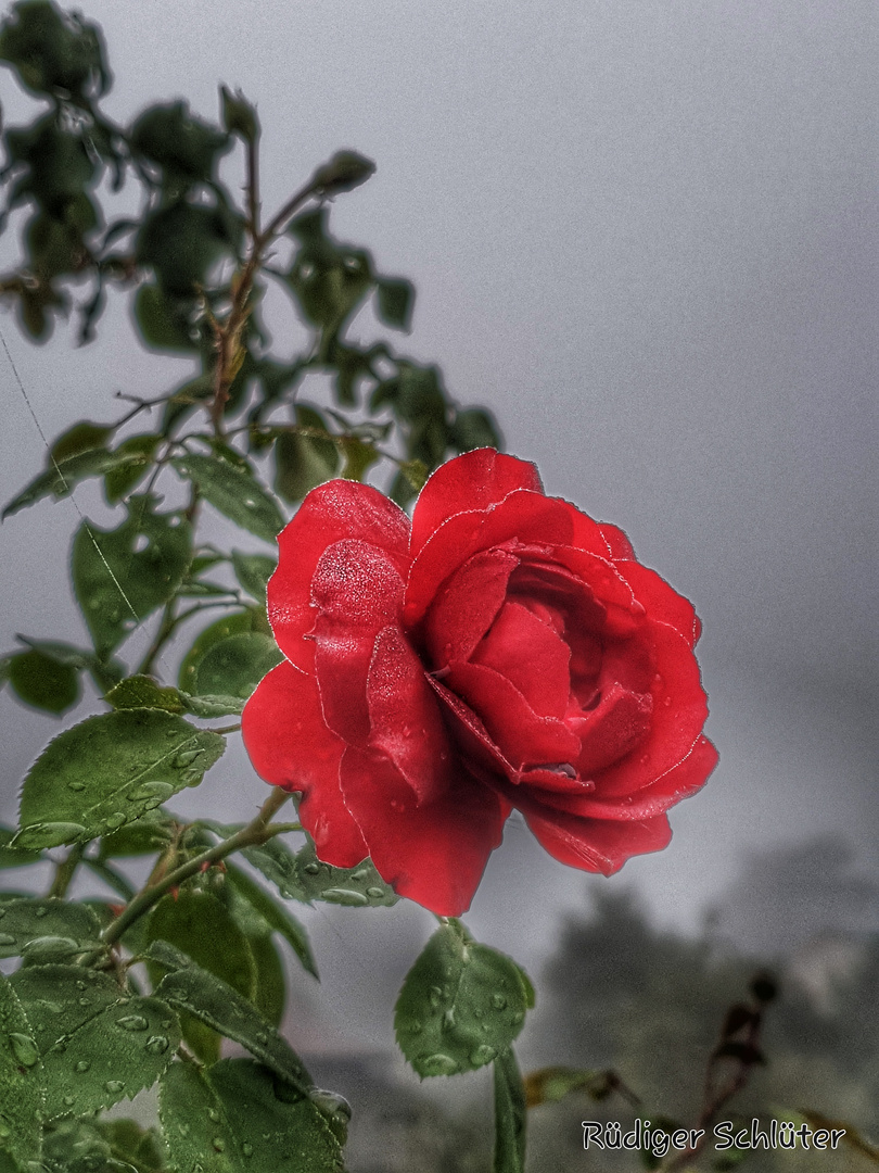 Rose im Nebel 