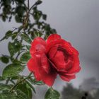 Rose im Nebel 