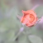 Rose im Nebel