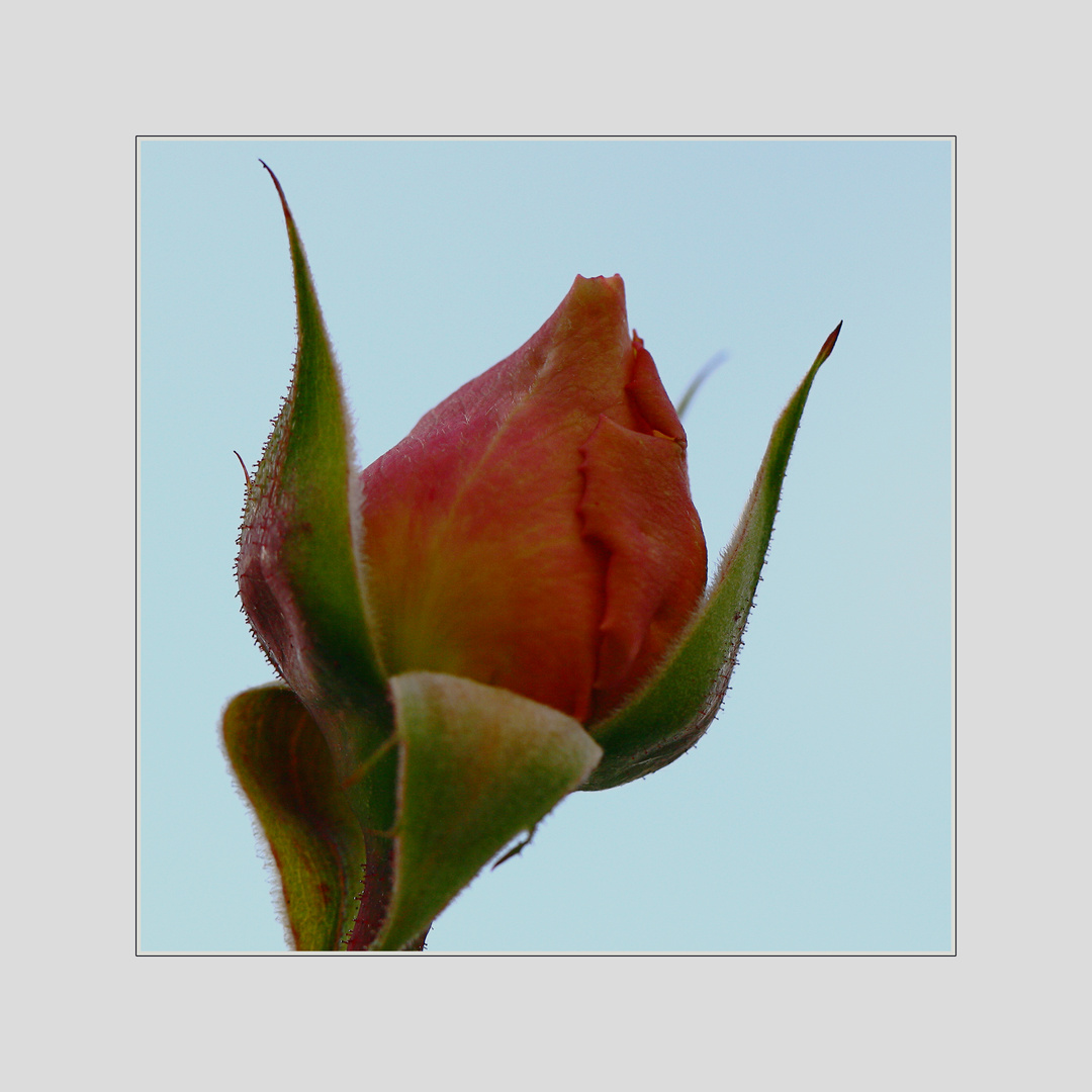 Rose im November II