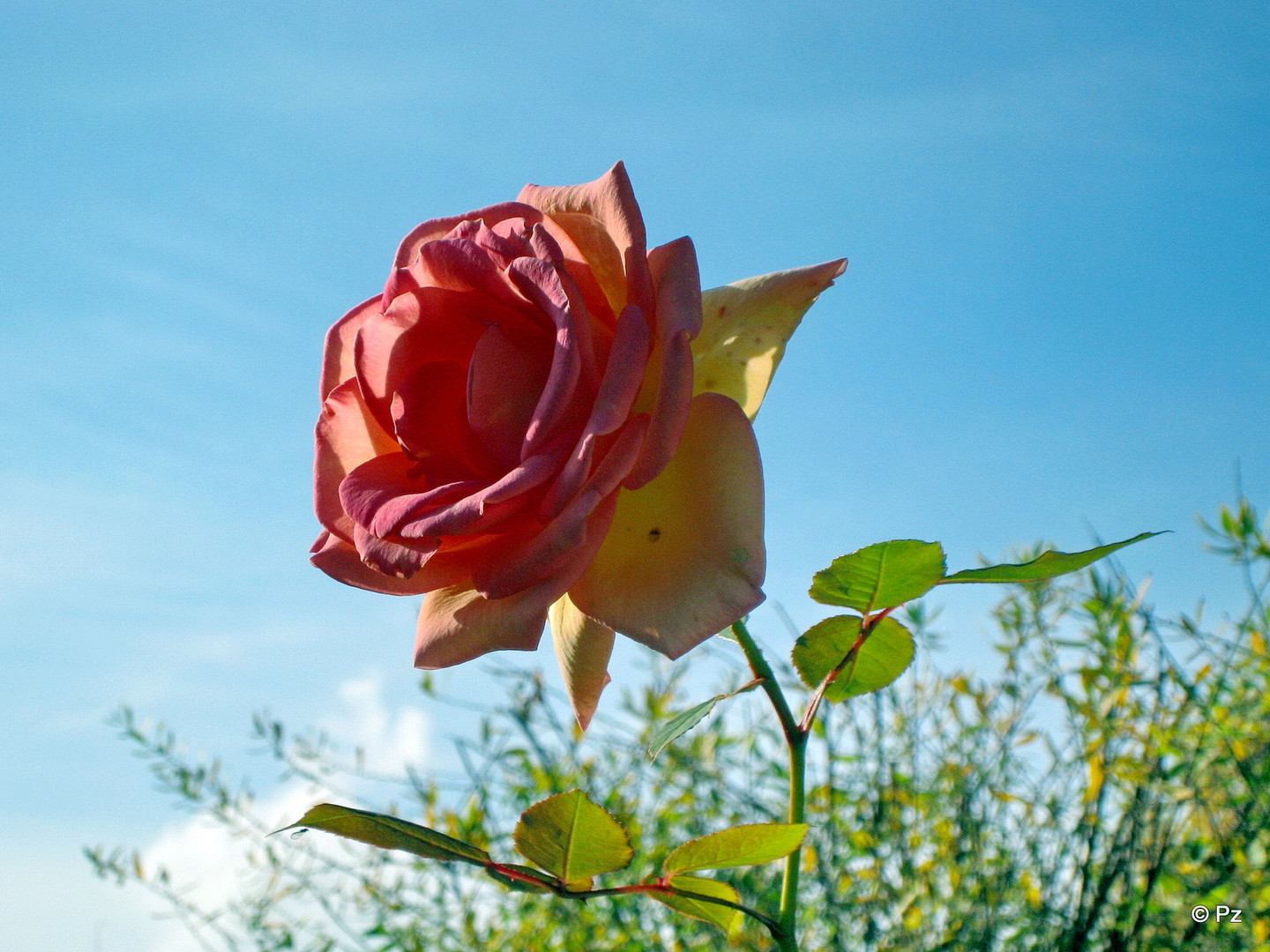 Rose im November nach dem 1. Nachtfrost ...